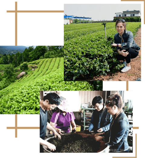 tea sourcing, tea farm, premium tea, organic tea, discovering teas, loose leaf tea